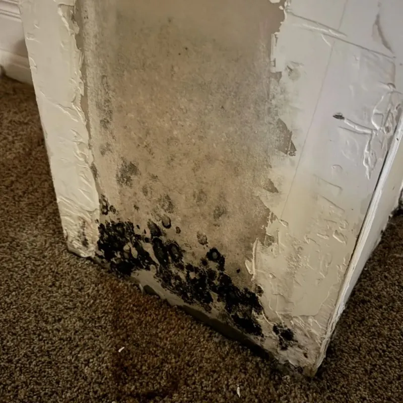 Professional Mold Removal in North Logan, UT